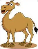 Quel est le pluriel de chameau ?
