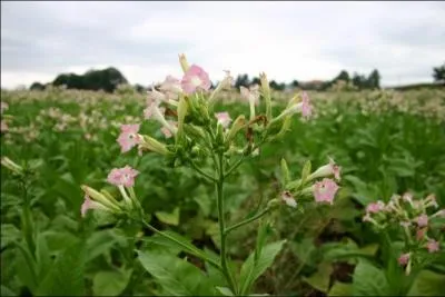 Qui introduisit le tabac en France ?