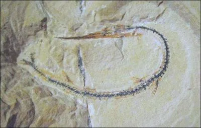 Quelle est la science consacre  l'tude des fossiles ?