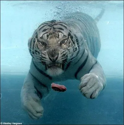 Quel est le type de chansons du groupe amricain Le Tigre ?