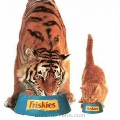 Le char tigre tait un char de combat ______.