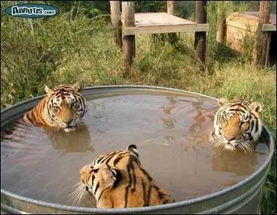 Le Tigre tait une frgate anglaise :