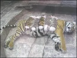 Le Tigre est un signe du zodiaque chinois :