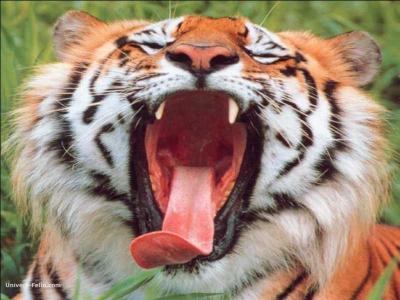 Les premiers tigres vivaient il y a _______.