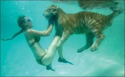 Combien de personnes parlent le tigr ?