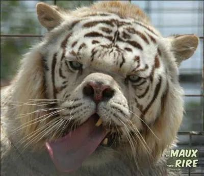 Quelle est la nationalit du magazine  Le Tigre  ?