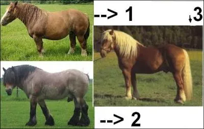 D'aprs ce montage,  quel numro correspond la race Noriker ?