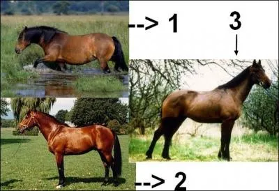 A quel numro correspond la race Franche-montagne ?