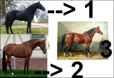 A quel numro correspond la race Mecklembourgeois ?