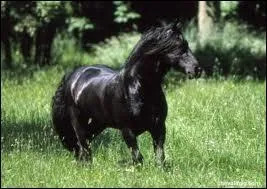 Quelle est cette race ?