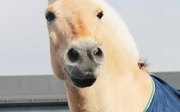 Quiz Galop 1