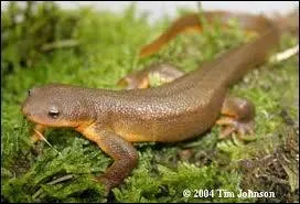 Le triton rugueux est un vritable tueur, sa peau une fois ingre par ses ennemis provoque...