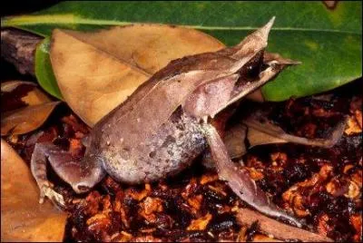 Que fait le crapaud cornu pour se dfendre ?