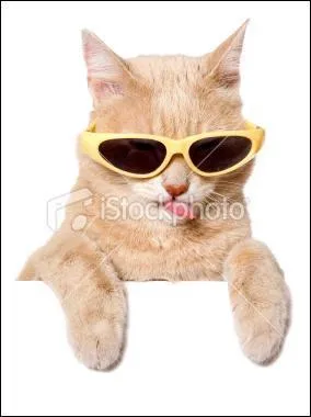 Le seul endroit ensoleill ! Quelle rgion a pu accueillir le Tour de France cette anne et pour la toute premire fois de l'histoire du Tour ?