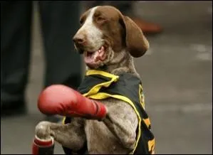  qui a-t-on dcern le prix du super combatif du Tour ?