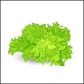 Elle veut  salade verte.