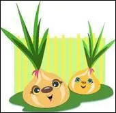 Ce sont  oignons cuits.