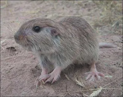 Quel est ce rongeur ?