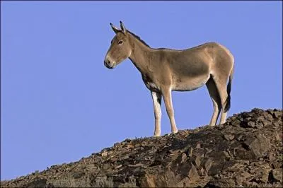 Quel est cet animal qui ressemble  un ne ?