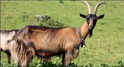 Quelle est cette chvre ?