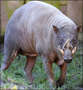 Cet animal est un ...