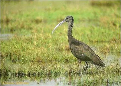 Quel est cet ibis ?