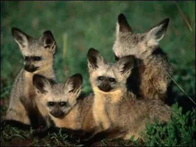 Quel est cet animal avec le bout des oreilles noir ?