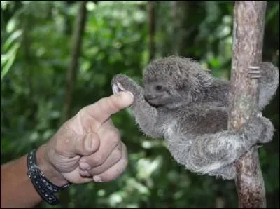 Pour un certain nombre d'entre vous, identifier cet animal est souvent un vritable ...