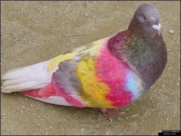 En fonction de quel pigment votre peau est plus ou moins sombre ?