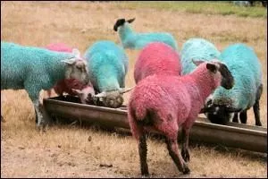 Dans la vie, il faut voir la vie en rose ! Le leader du classement gnral du Tour d'Italie (Giro) a un maillot rose, calqu sur la couleur des pages :