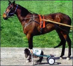 Chassez le naturel, il revient au trot ! Le rouge carmin (E120) est extrait :