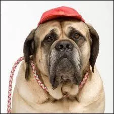 Comment s'appelle le chien de la srie ?