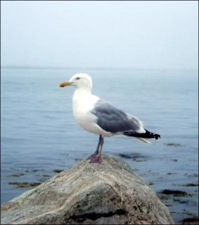 Qui a crit la pice de thtre  La Mouette , dont on a tir plusieurs films ?