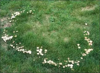 Quel est l'autre nom du mousseron, ce champignon comestible qui a l'habitude de pousser en cercle, chaque printemps  la mme place ?