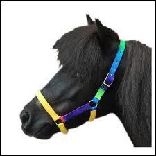 Qu'est-ce qu'un licol ? (Plusieurs rponses possibles)