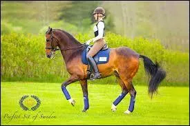 Quelle position faut-il avoir ? (En dressage)
