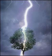 - parfois, … tombe sur un arbre,