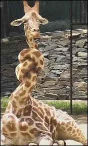 Combien de vertbres cervicales les girafes possdent-elles ?