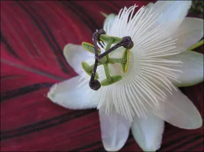 O� d�couvrirez-vous 1500 esp�ces de plantes comme les tournesols g�ants, le pelargonium � odeur de coca-cola, la plante � go�t d'hu�tre ou le cornichon explosif ?
