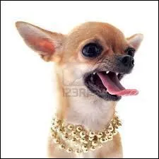 Quel est ce chien ? (c'est de l'humour) A ne pas prendre mal !