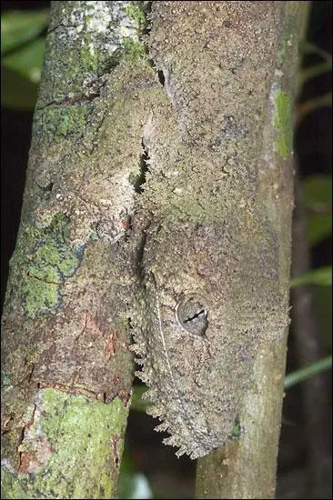 Quel proverbe vous inspire la photo ?