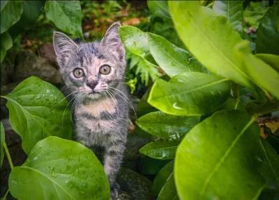 Chez votre chat, que signifie un  miaou  sec et bref, avec la queue droite,  la verticale ?
