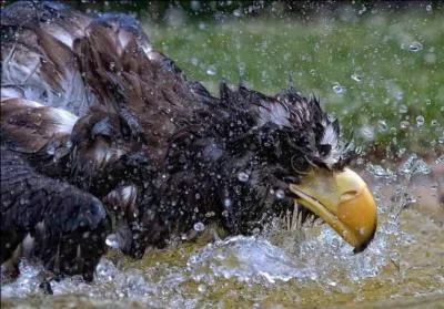 A quelle artiste de la chanson pensez-vous en voyant cette image ?