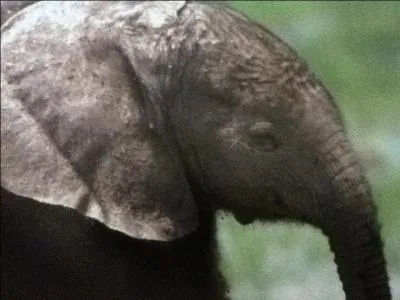 Les lphants vivent...