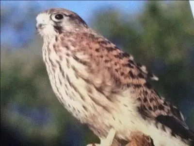 Le bb faucon mange de l'herbe.