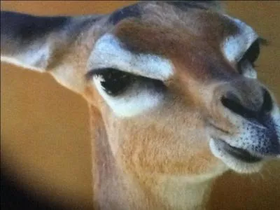  la naissance, le bb gazelle...