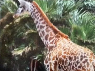 Le girafon est protg par les adultes du troupeau.