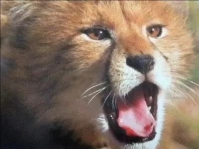 Le bb gupard apprend  chasser avec...