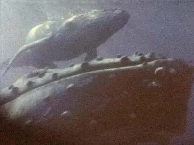 La maman baleine s'occupe de plusieurs petits  la fois.