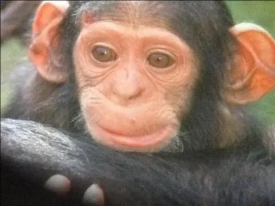 Le chimpanz a beaucoup d'ennemis.